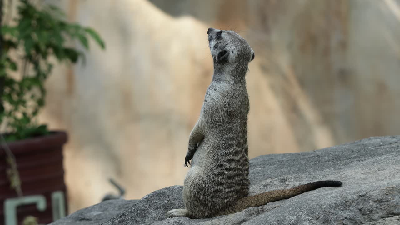 Meerkat Standing Alert on Stone in Natural Habitat with Rocky Background