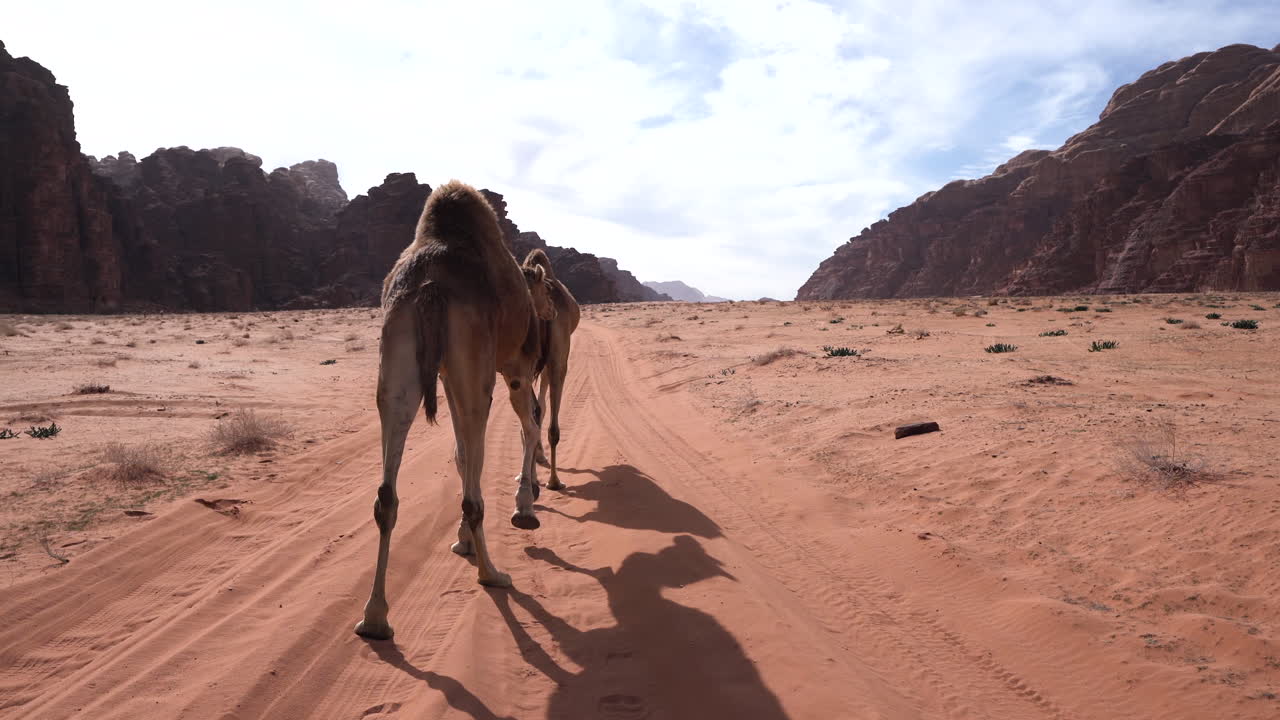 dos camellos se encuentran en una encrucijada en una carretera del desierto de wadi rum en un día soleado