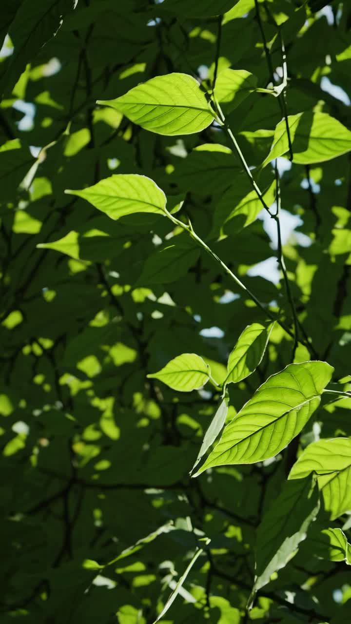 Sunlit green leaves create a vibrant, natural backdrop. Shot from below, this video captures