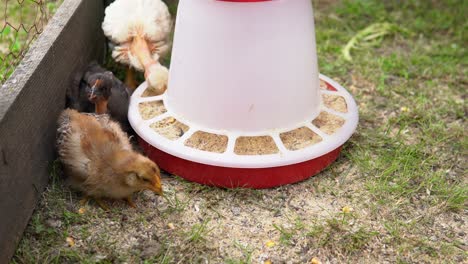 chickens eating feed in farm