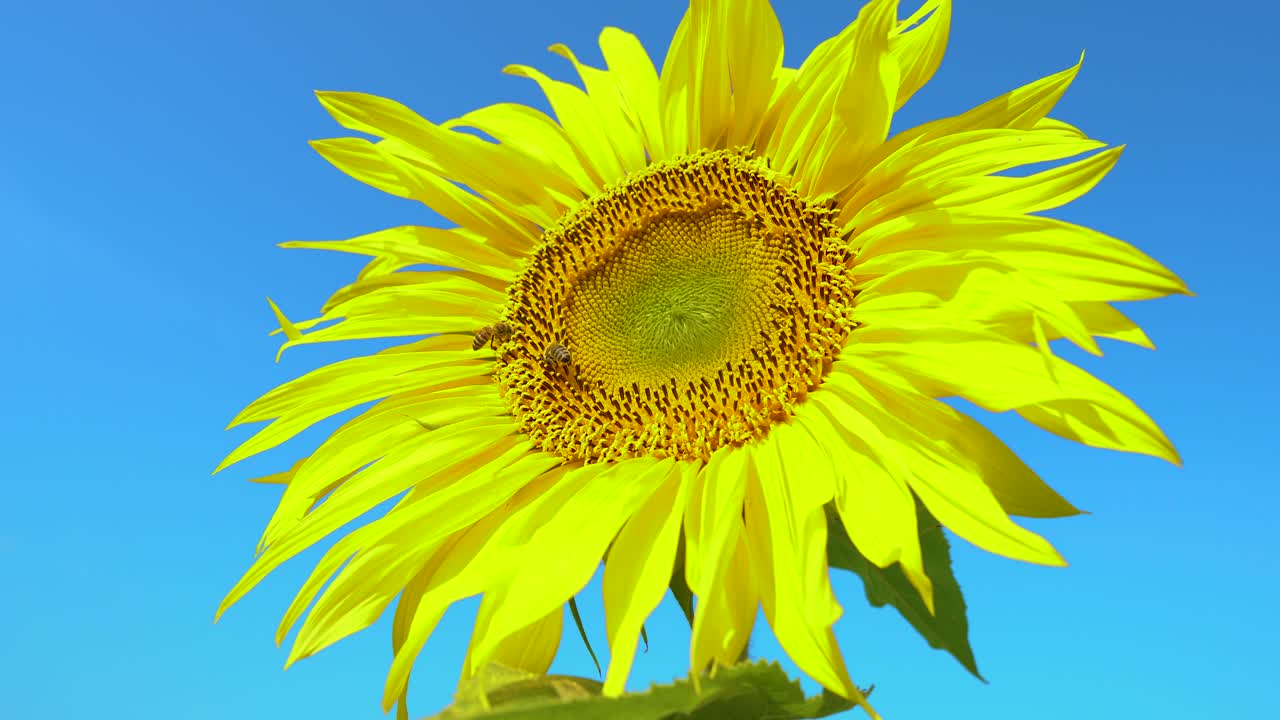 abeja recogiendo polen de girasol en el campo. campo de girasoles. girasol balanceándose en el viento.