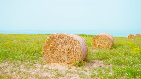 dry hay stacks on the field in front of the sea