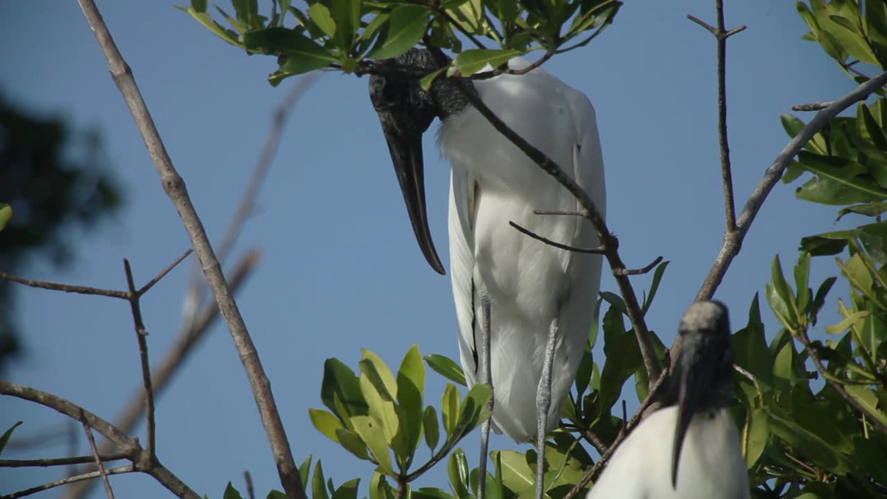 에스콘디도 새 09
