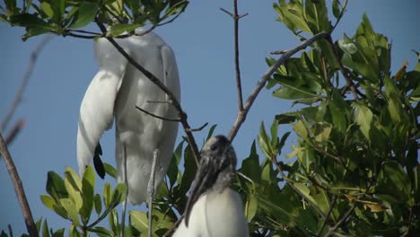 Pájaros-Escondidos-09