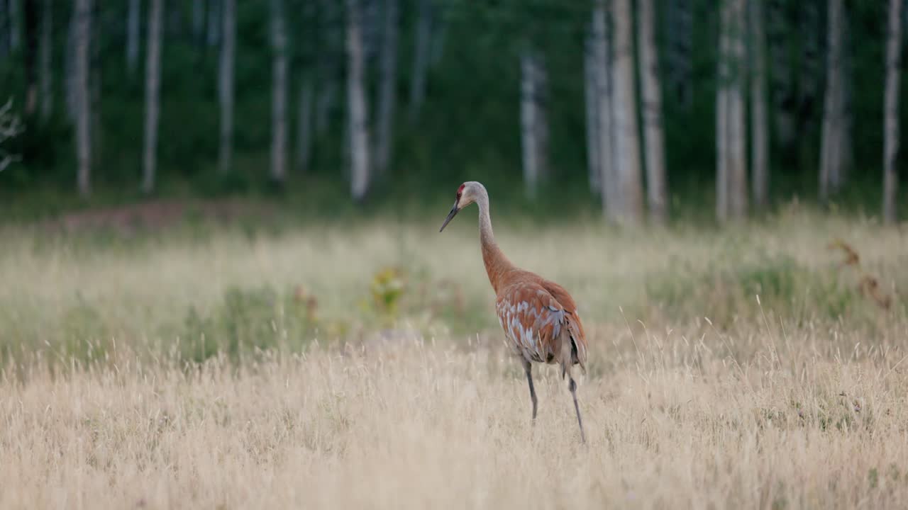 Una gru canadese blu e rossa si pulisce le piume in un campo appena tagliato