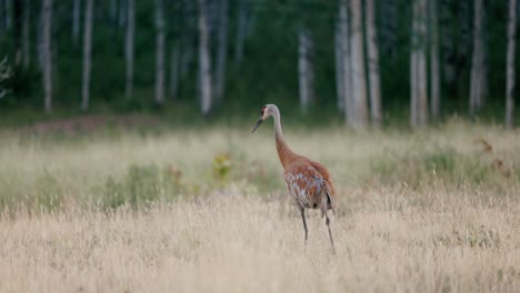 blue and red sandhill crane cleans his feathers in a freshly cut field