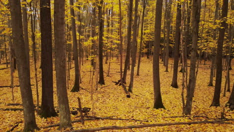 Drone-shot-looking-down-on-large-deciduous-forest-in-full-autumn-color