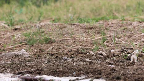 white wagtail standing and foraging on ground - wide