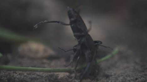 close up of two giant stag beetle fighting slow motion-1