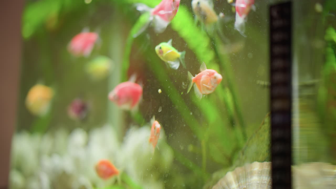 Close up of colorful tropical fish swimming inside home aquarium with green plants seashells and decorative stones on sandy bottom creating vibrant underwater scene with natural movement aquatic life