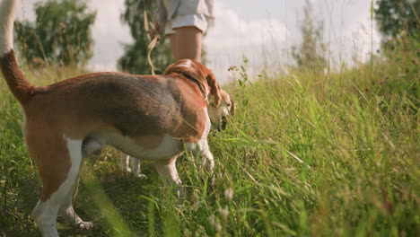 perro en la correa sacudiendo la cabeza juguetón, con las orejas aleteando, mientras que otro perro se encuentra cerca en el campo de alta hierba, ambos disfrutando de un día soleado, rodeados de exuberante vegetación