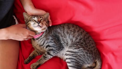 Adorable-Gato-Disfrutando-De-Una-Relajante-Y-Feliz-Sesión-De-Mimos-Con-Su-Dueño