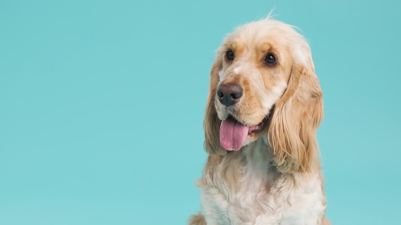 Happy English Cocker Spaniel Against a Turquoise Background with copy space