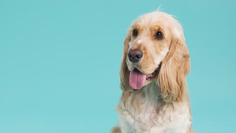 happy english cocker spaniel against a turquoise background with copy space