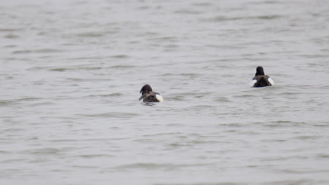 Aves-Acuáticas,-Pato-Eider-Somateria-Mollissima-Bandada-Nadando