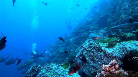 Muchos-Tiburones-De-Punta-Blanca-Rodeando-El-Arrecife-Con-Un-Buzo-En-El-Fondo