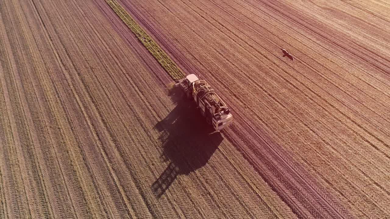 proceso de cosecha de la raíz de la remolacha azucarera, luz solar. aérea. máquina de cosecha. pájaro negro volador