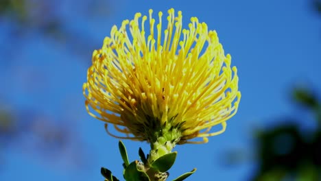 yellow dome-shaped nodding pincushion protea flower moving in breeze