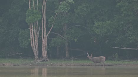 Visto-Mirando-Hacia-La-Izquierda-Comiendo-Algo,-Dos-Mariposas-Volando,-Durante-Una-Tarde-De-Niebla-En-El-Lago-En-La-Selva-Tropical