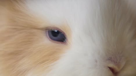 close-up of a baby rabbit's eye