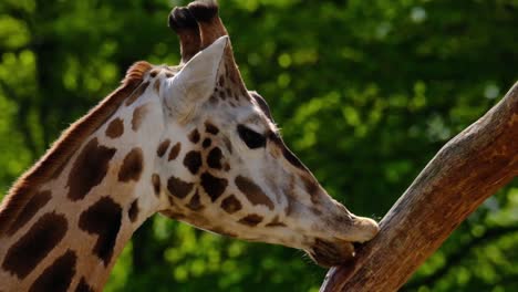 Slow-motion-shot-of-Giraffe-licking-a-branch,-400m-close-up