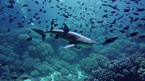 majestic shark gracefully glides through the crystal clear waters, navigating a vibrant coral reef ecosystem teeming with marine life, creating a captivating underwater scene