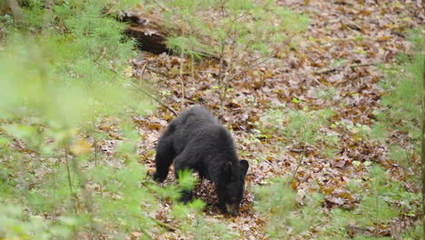 black bear cub searching for food in forest