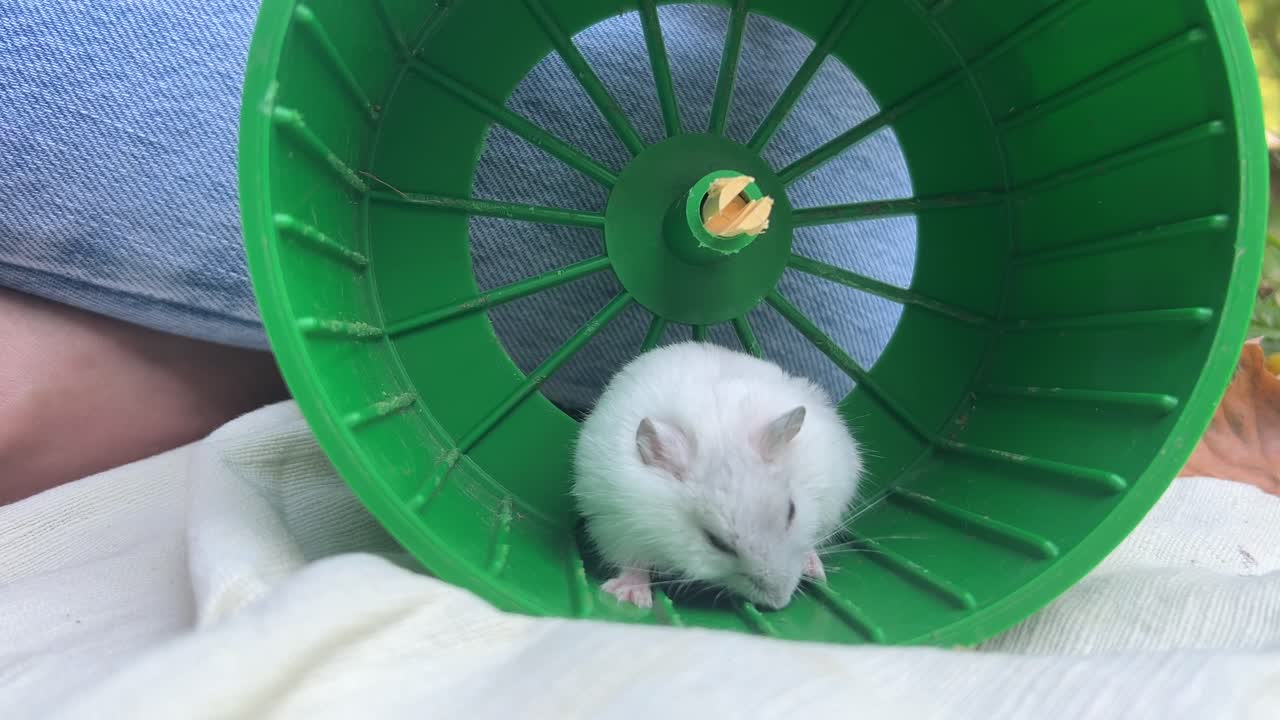 녹색 운동 바에  햄스터