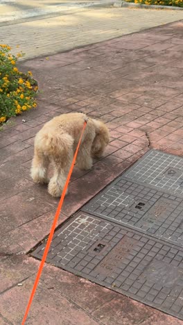 fluffy poodle on a walk
