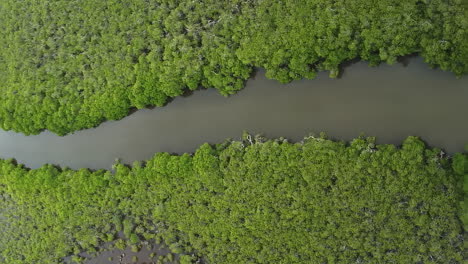 flyover above channel through mangroves near heart of voh, new caledonia, vertical