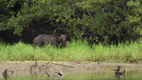 Grizzly-Bears-Feasting-on-salmon-Near-The-River-Of-Great-Bear-Rain-Forest-On-A-Rainy-Day-In-BC,-Canada