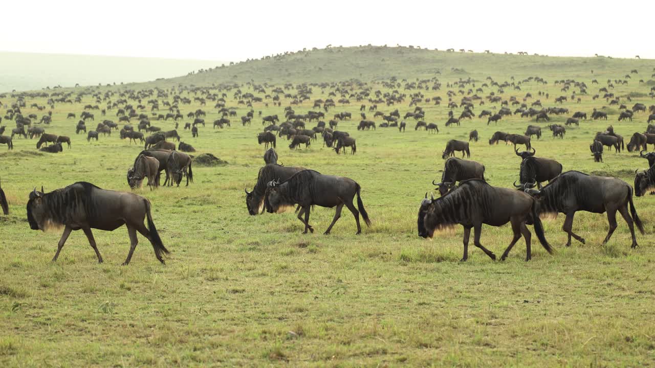 A large herd of wildebeest grazing peacefully on the grassy plains of the Masai Mara, Kenya
