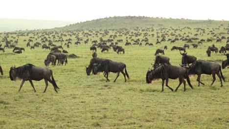 una gran manada de ñus pastando pacíficamente en las llanuras cubiertas de hierba de masai mara, kenia