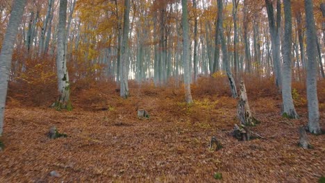 Drone-shot-of-tall-trees-in-autumn