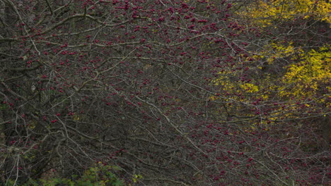 fruits of the forest, ripe hawthorns berries in autumn. medicinal plants.the vivid colors of autumn in nature.