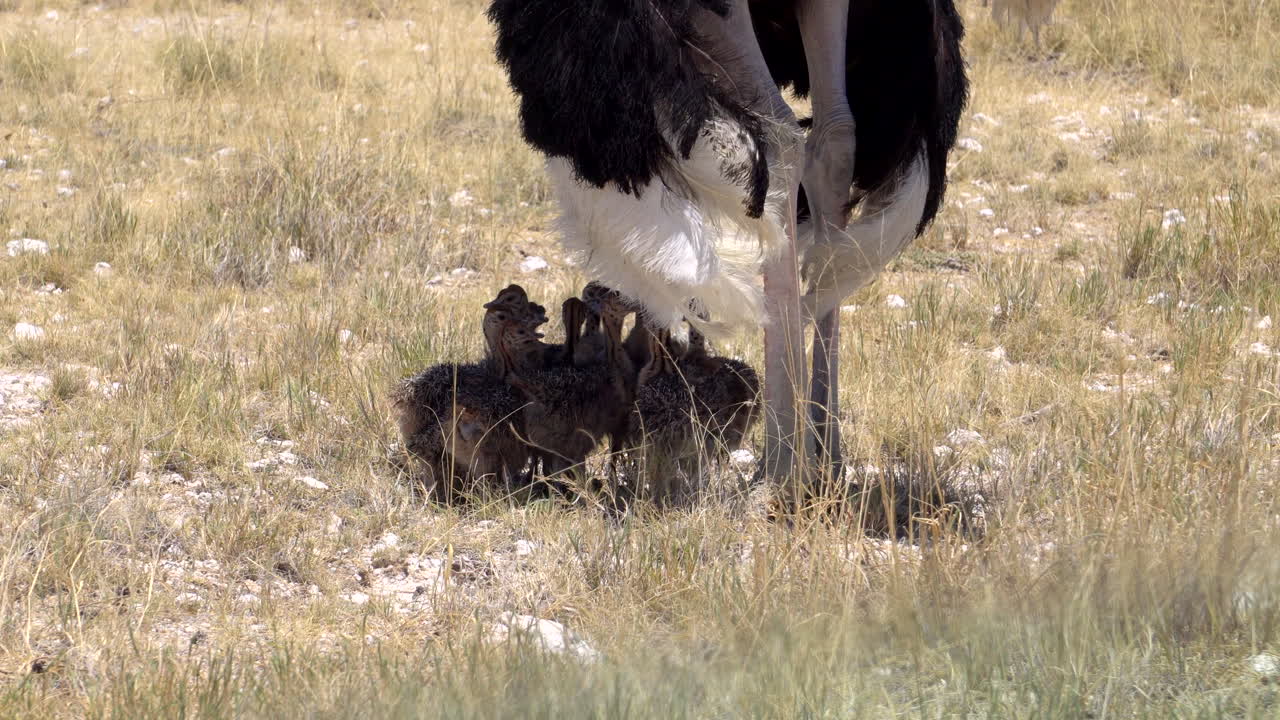 avestruces con sus polluelos en el parque nacional de etosha