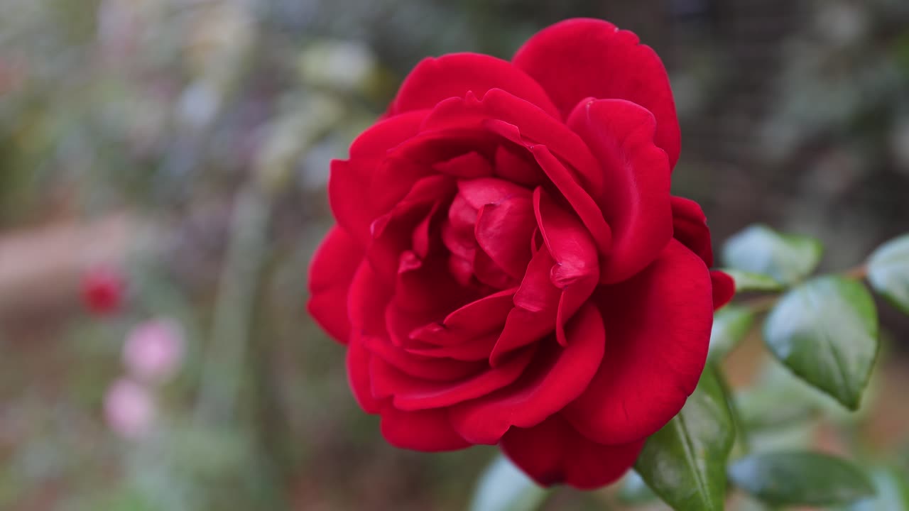 A close-up shot of a magnificent velvet red rose, fully open, with a softly blurred background