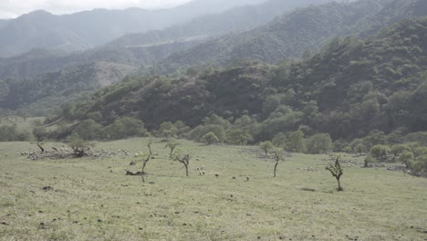 High-angle-shot-taken-from-a-high-up-along-the-mountain-slope-of-herd-of-sheeps-grazing-at-daytime