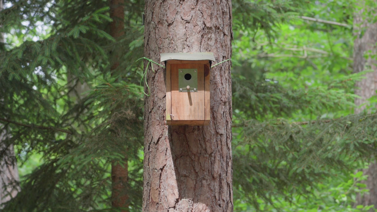 A wooden nesting box attached to a pine tree trunk in the lush Vosges du Nord Regional Park.