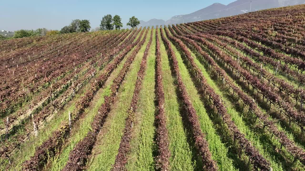 toma real de viñedo durante un día soleado en invierno fuera de temporada
