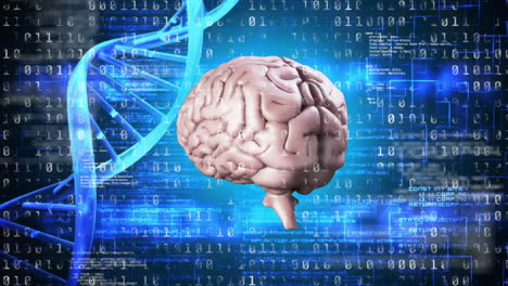 Animation-Eines-Sich-Drehenden-Gehirns-über-Einem-DNA-Strang-Und-Datenverarbeitung-Auf-Schwarzem-Hintergrund