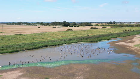 Aerial-video-footage-offers-a-glimpse-of-the-serene-saltwater-marshlands-on-the-Lincolnshire-coast,-with-seabirds-in-graceful-flight-and-on-the-lagoons-and-inland-lakes