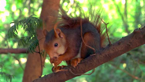 de cerca la ardilla comiendo nueces