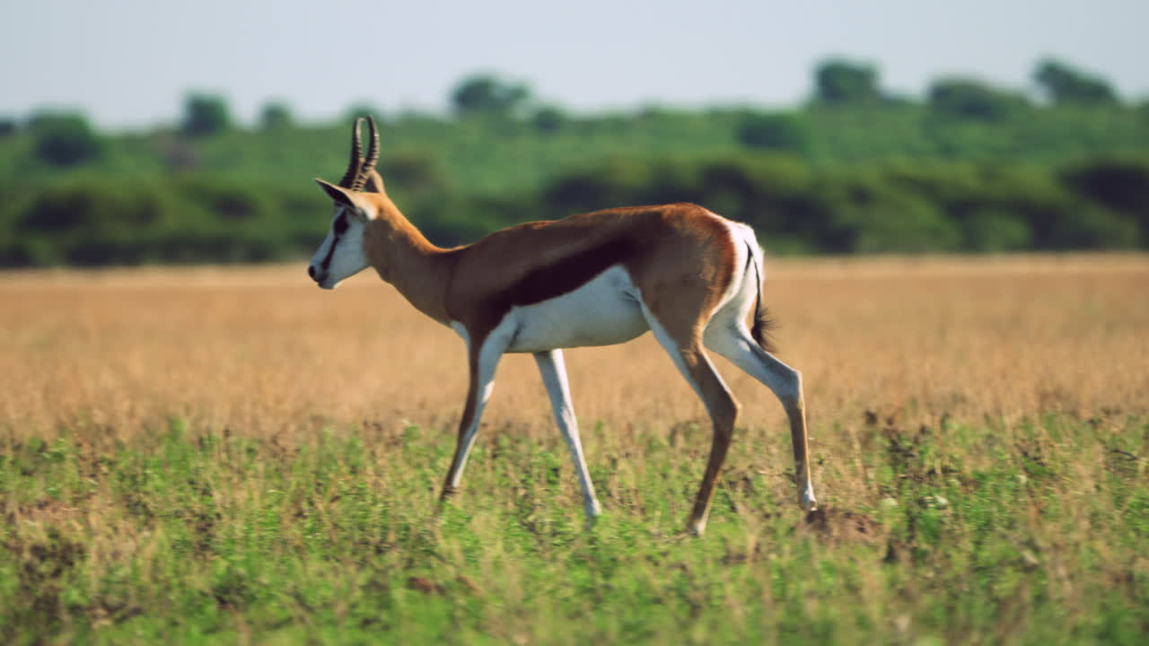springbok camina al sol a través de la hierba corta en la reserva de caza central de kalahari, botswana - tiro ancho