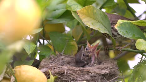 Echte-Drossel-Vogel-Im-Nest-Füttern-Babys-Küken