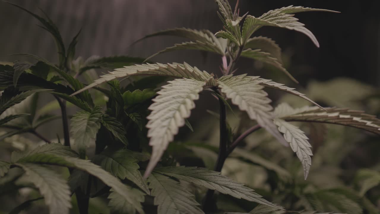 마리화나 대마 대마초 가지 잎은 의료용 diy cbd thc 농업 수확 긴밀한 각도 접근 약간의 궤도 오른쪽 디지털 줌을 위한 반사 성장 텐트 내부에서 바람에 가볍게 불고 있습니다.