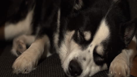 Truck-shot-of-a-black-and-white-husky-lying-down-sleeping,-inside-lighting