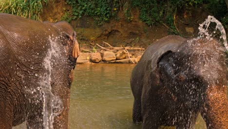 a group of elephants enjoys a refreshing bath in a scenic river in sri lanka.