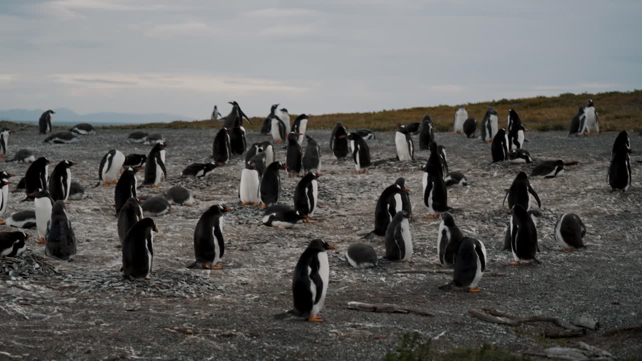 colonia de pingüinos gentoo en la isla martillo, tierra del fuego, argentina - toma amplia