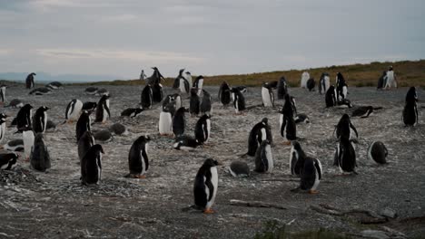 Eselspinguinkolonie-Auf-Der-Isla-Hammer,-Feuerland,-Argentinien-–-Totale